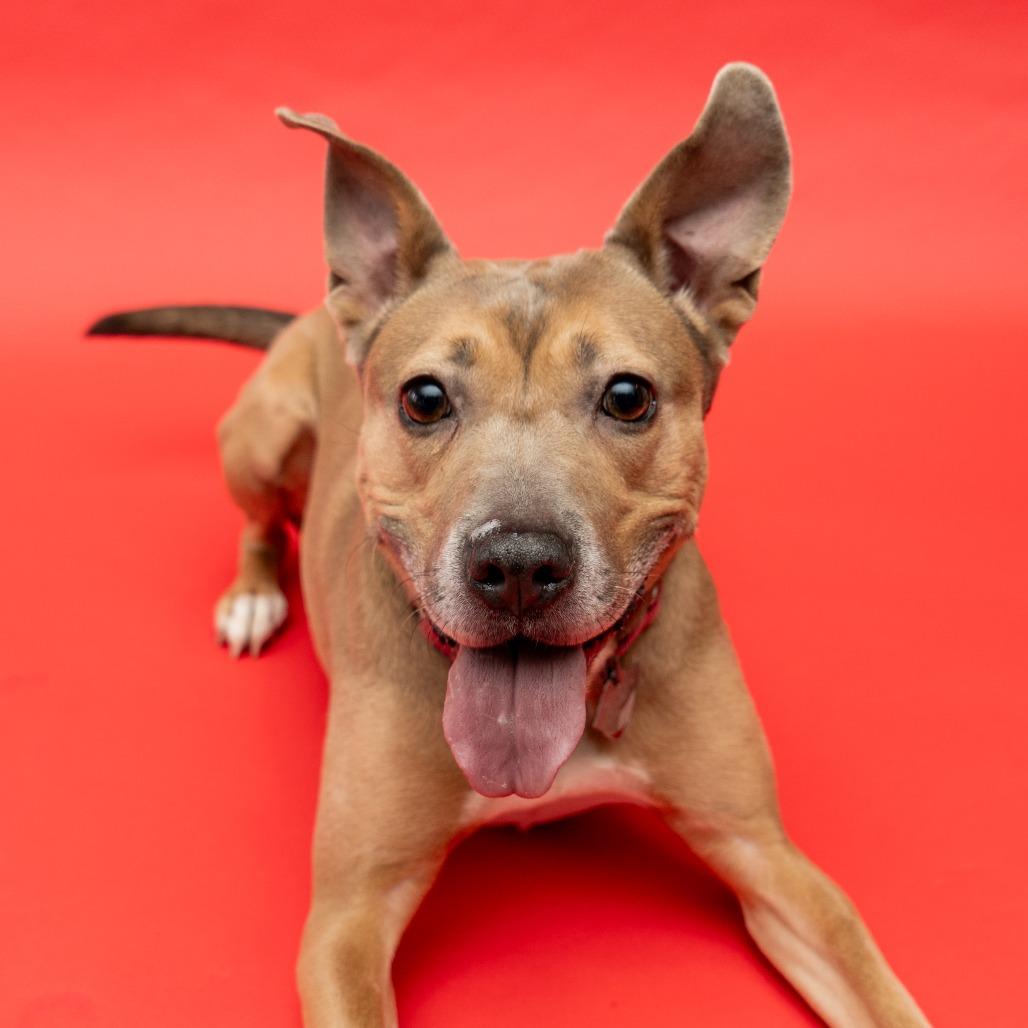 Enlarge Daria, a Adoptable mixed breed in New York, NY image 4/4