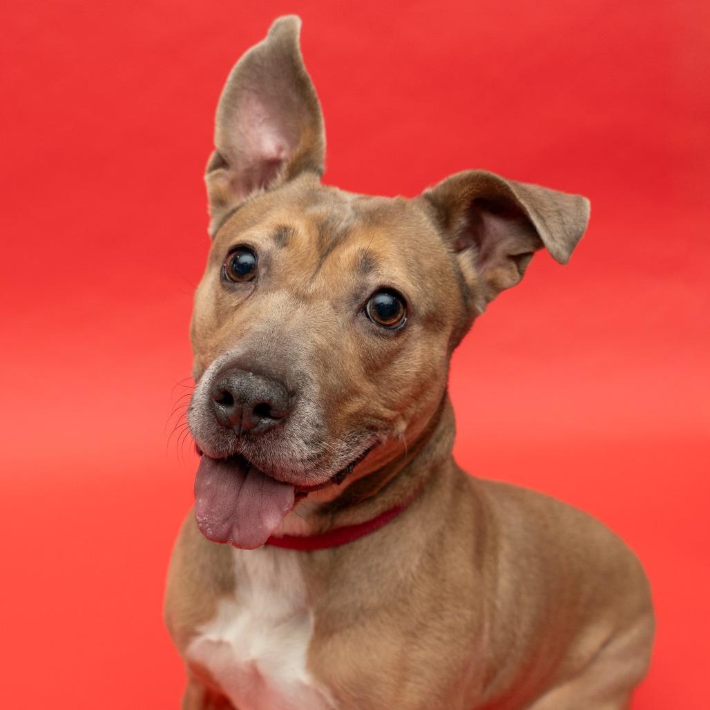 Enlarge Daria, a Adoptable mixed breed in New York, NY image 4/6