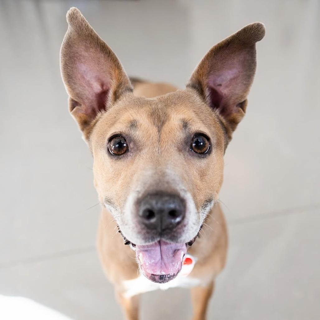 Enlarge Daria, a Adoptable mixed breed in New York, NY image 5/6