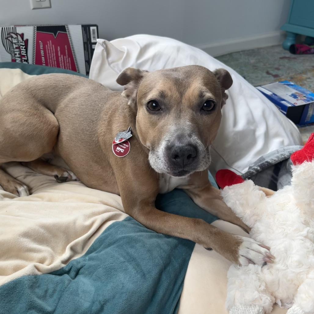 Enlarge Daria, a Adoptable mixed breed in New York, NY image 5/6