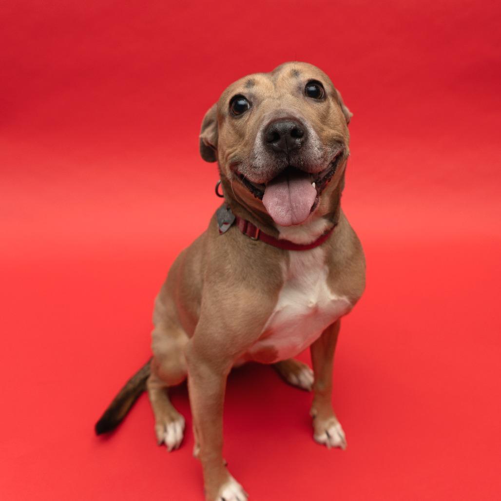 Enlarge Daria, a Adoptable mixed breed in New York, NY image 6/6