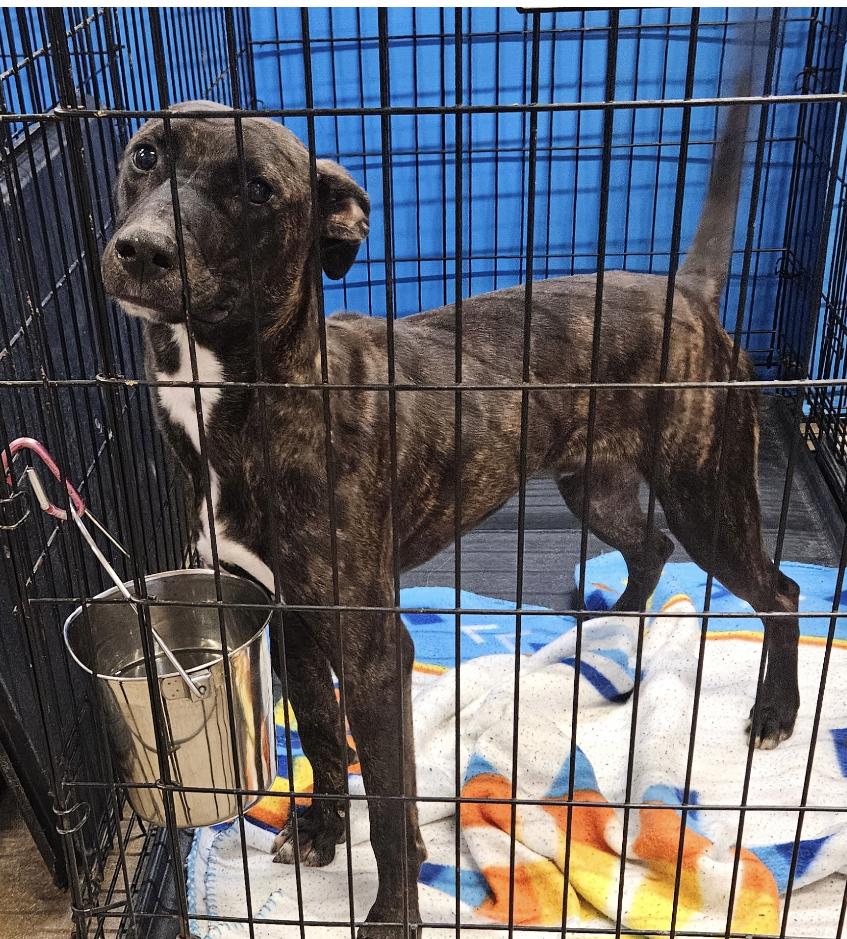 Sonny, Adopted, Young Male Black Labrador Retriever & American Staffordshire Terrier.