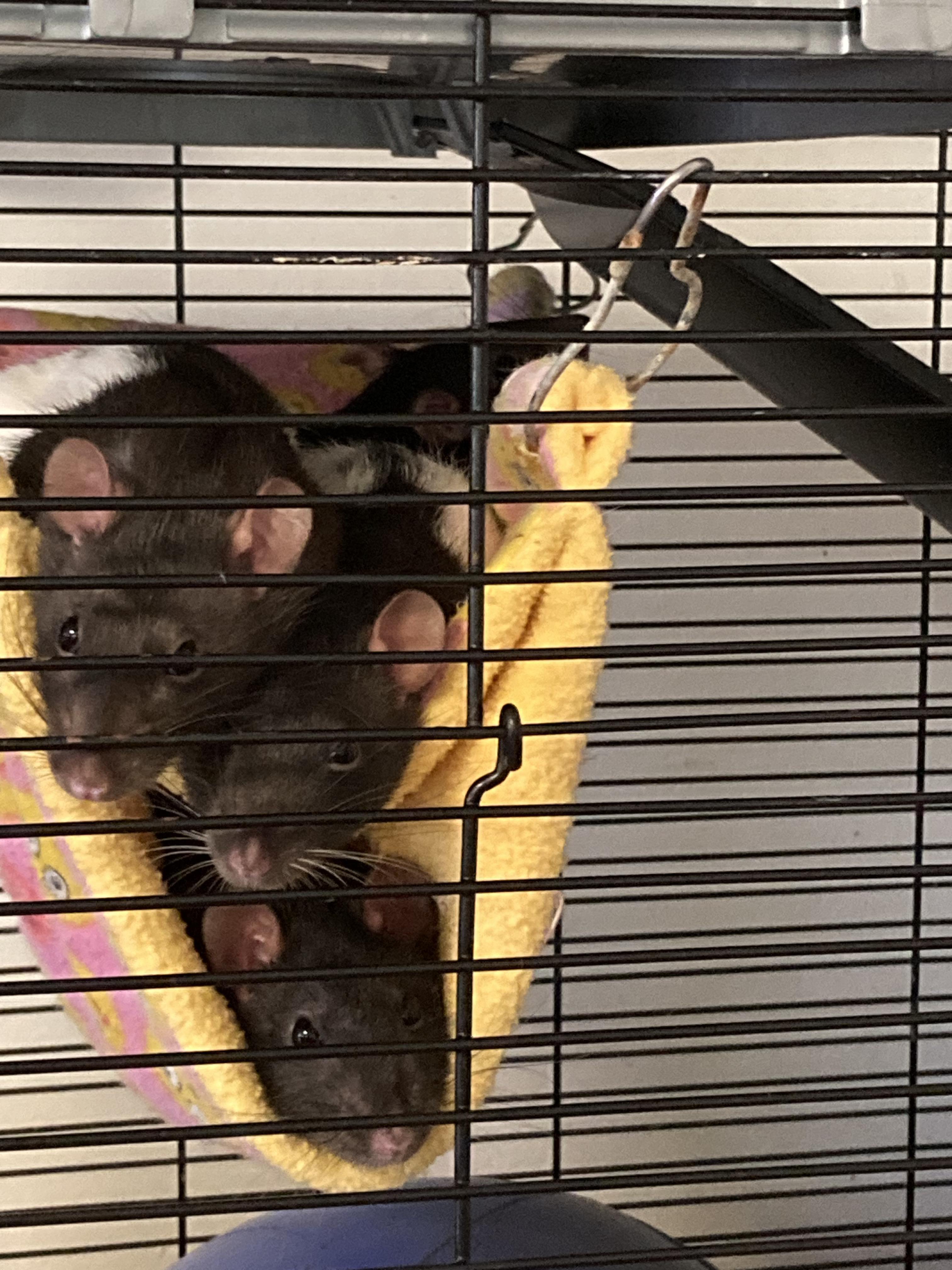 The Bangles, a Adopted Rat in Pylesville, MD image 1/4