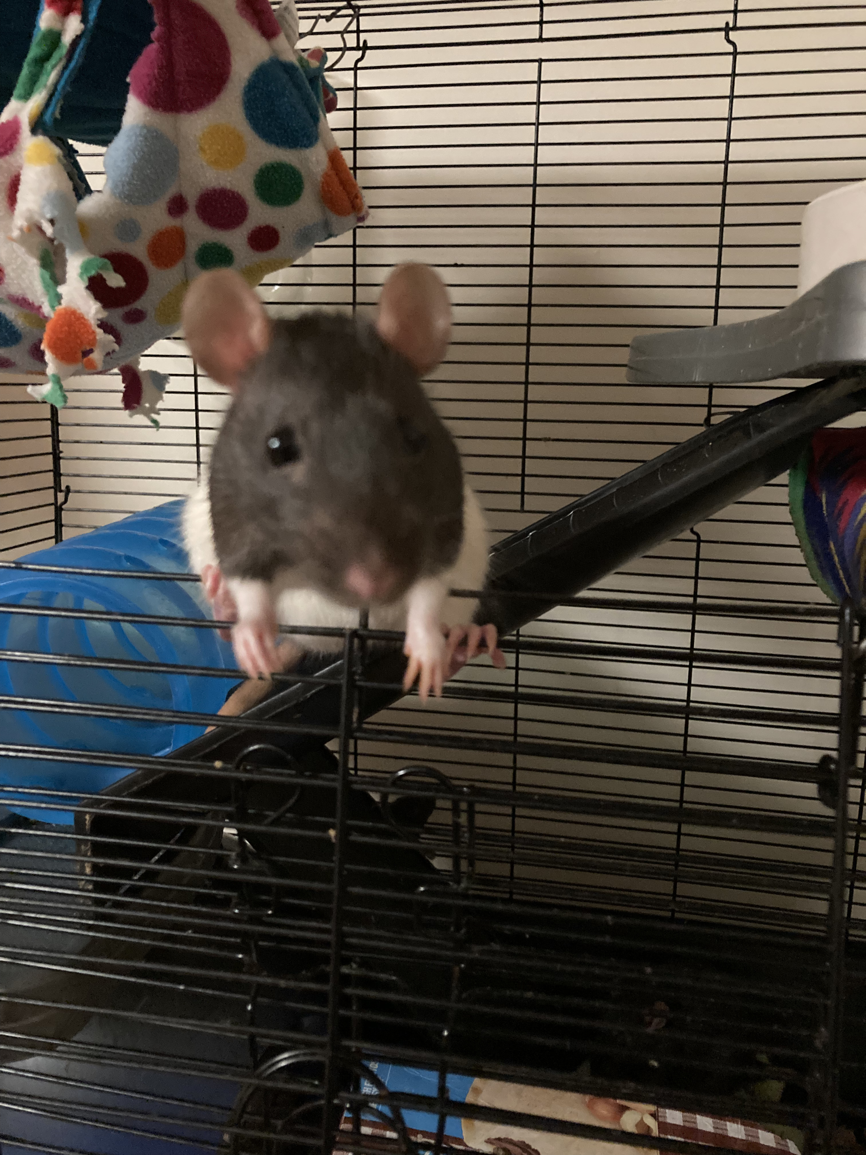 The Bangles, a Adopted Rat in Pylesville, MD image 2/4