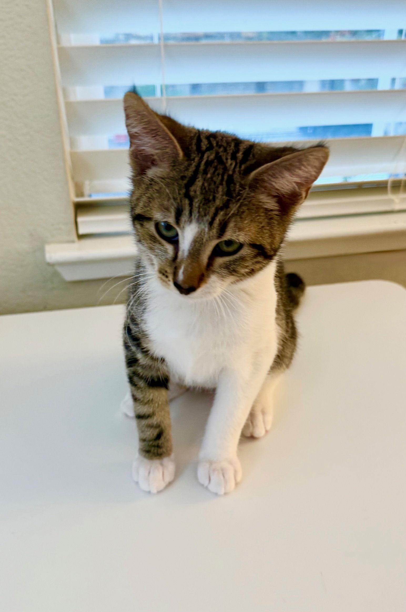 Chandler, Adoptable, Kitten Male Domestic Short Hair.