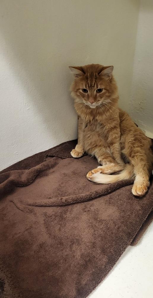 Enlarge Tony, a Adoptable Domestic Long Hair in Long Beach, CA image 1/1