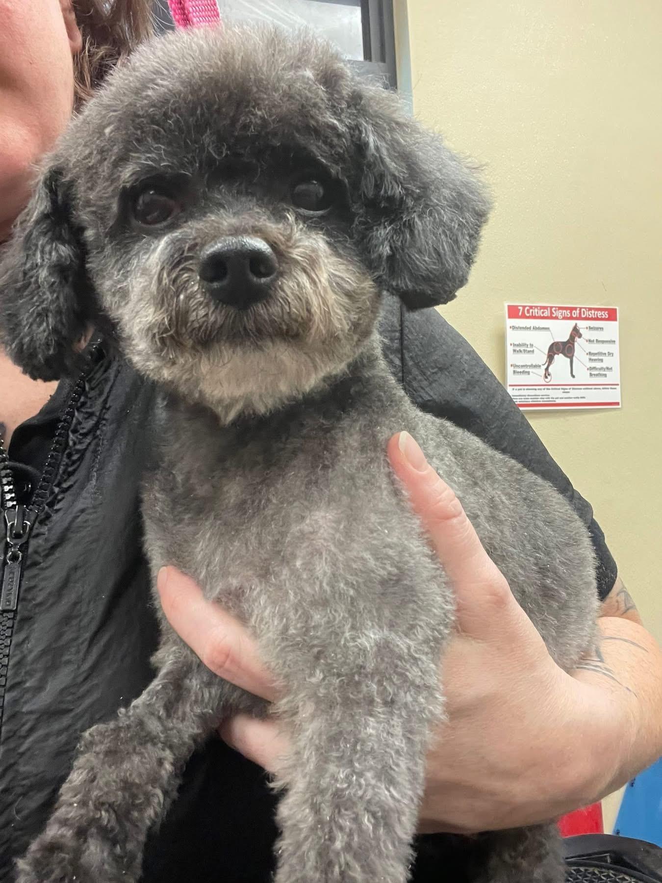 Enlarge Sammy, an adopted Poodle (Toy) in MADISON, AL image 1/5