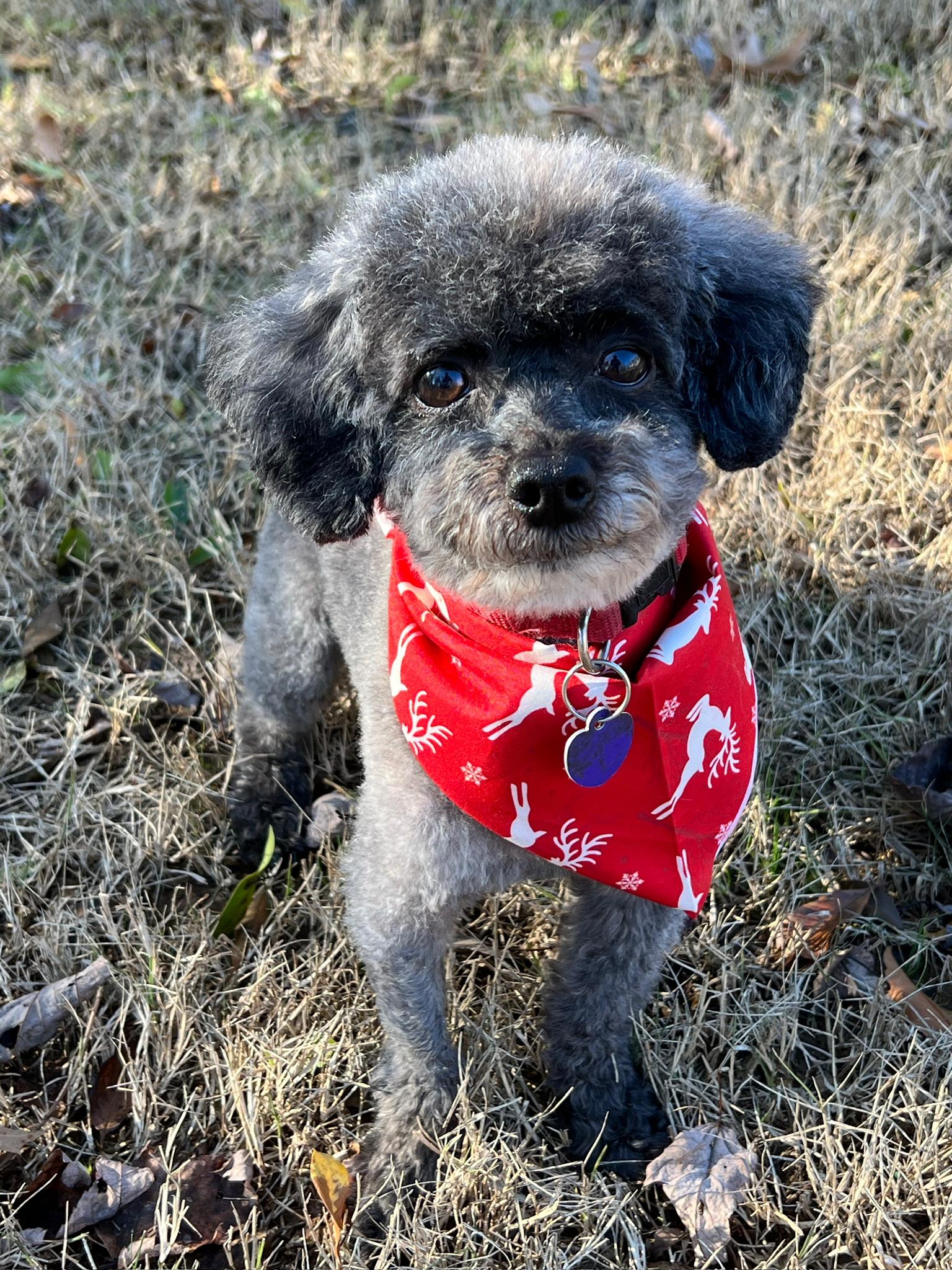 Enlarge Sammy, an adopted Poodle (Toy) in MADISON, AL image 2/5