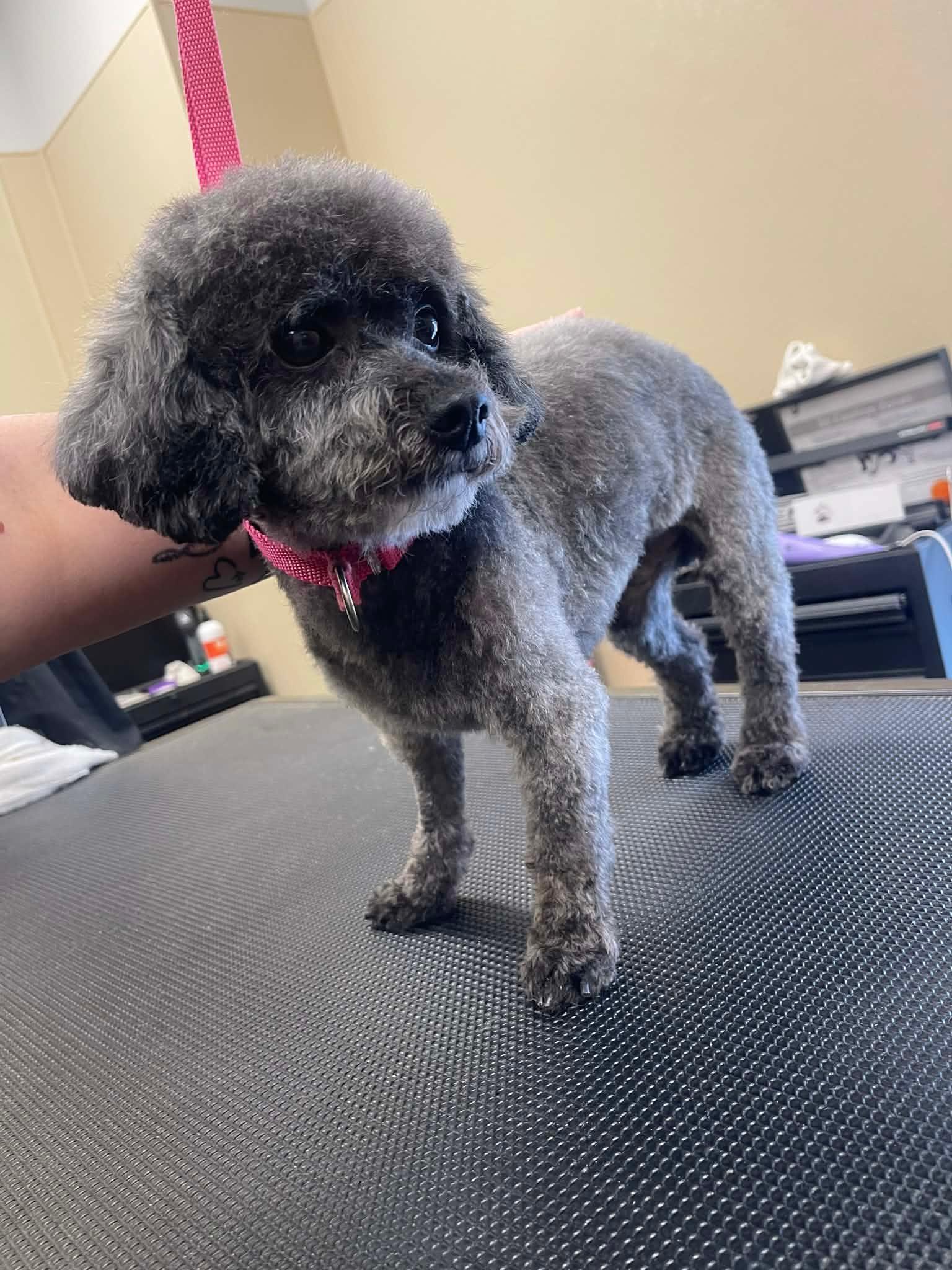 Enlarge Sammy, an adopted Poodle (Toy) in MADISON, AL image 3/5