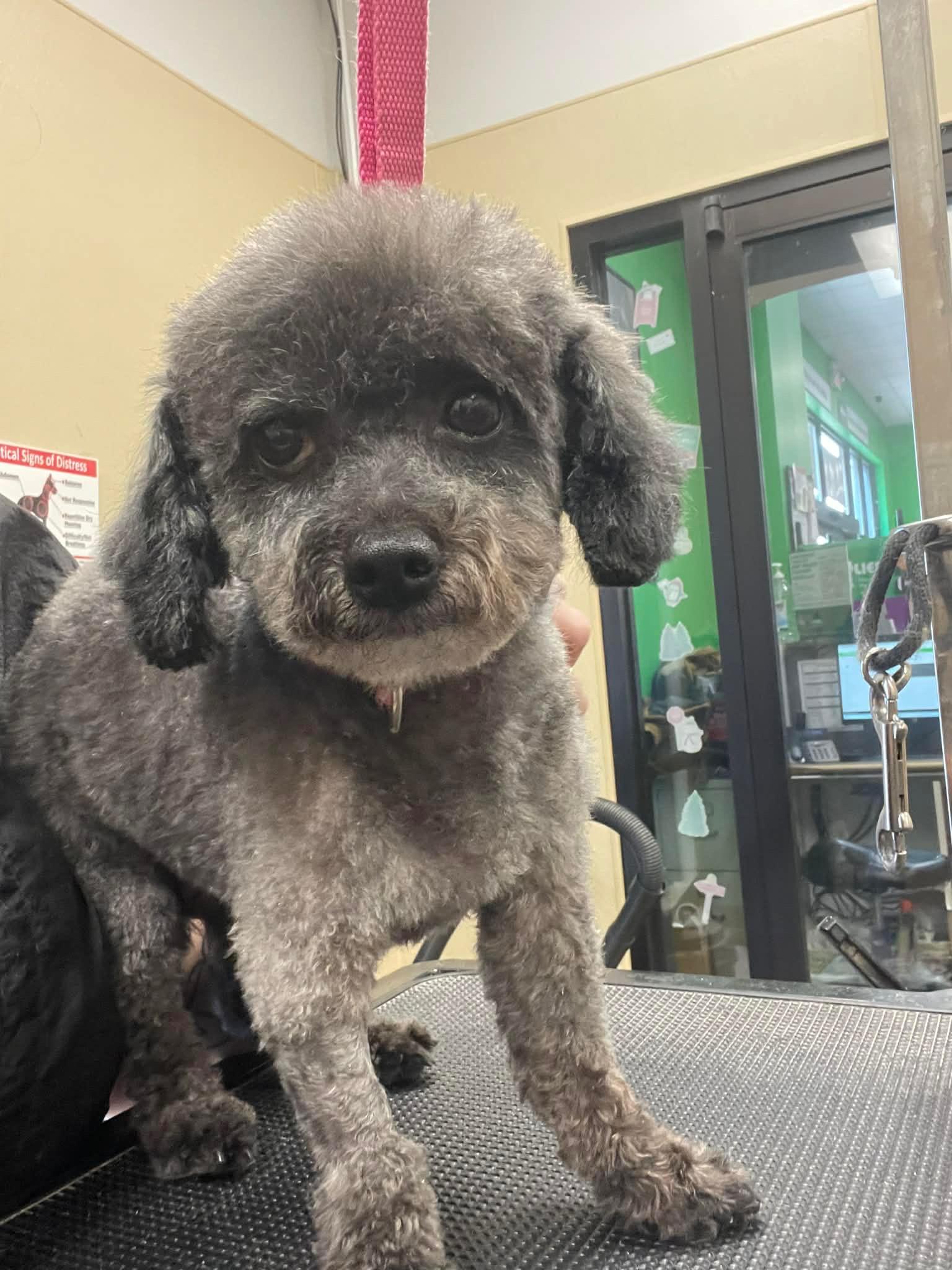 Enlarge Sammy, an adopted Poodle (Toy) in MADISON, AL image 4/5