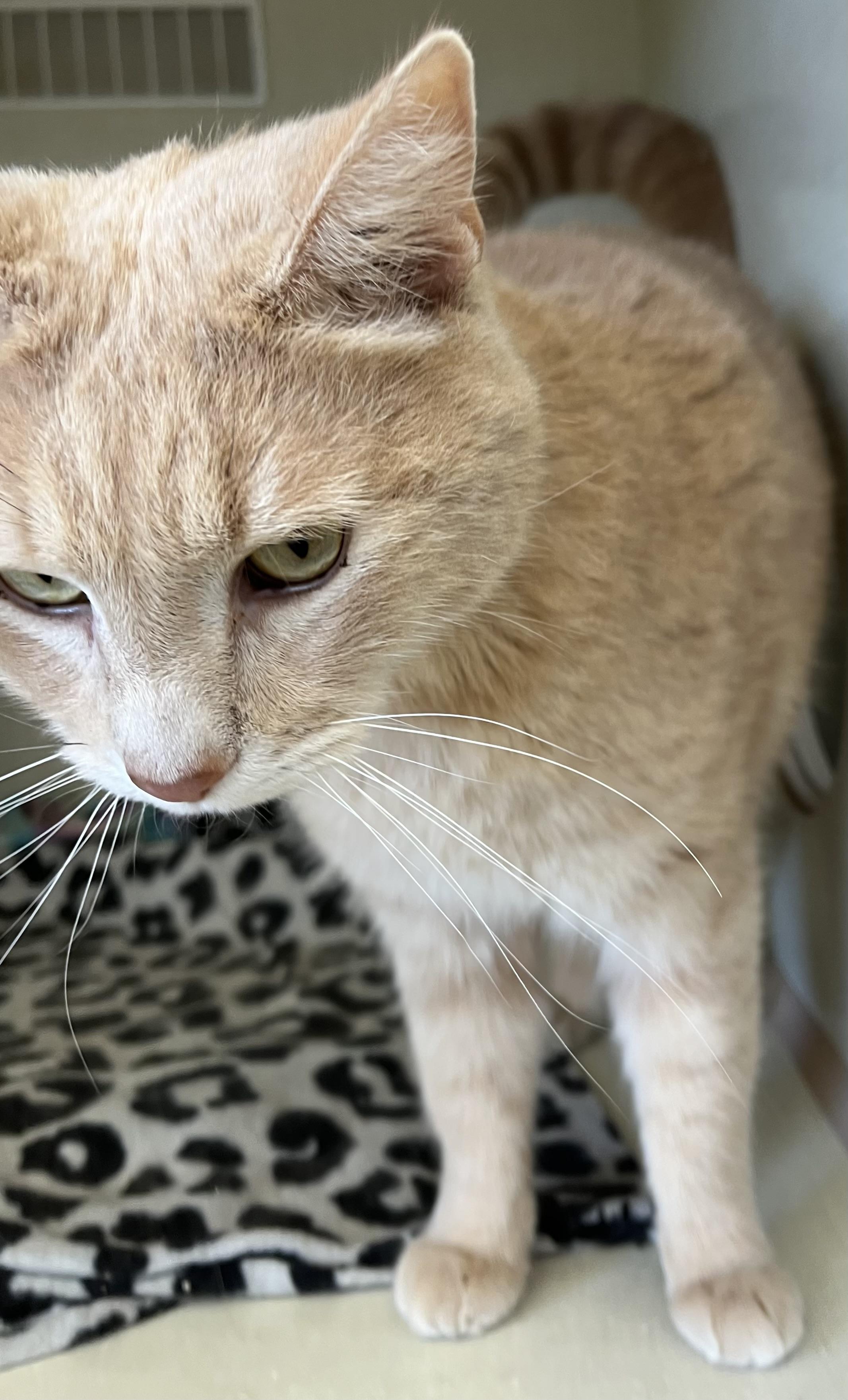 Sunny , adopted, Adult Male Domestic Short Hair.