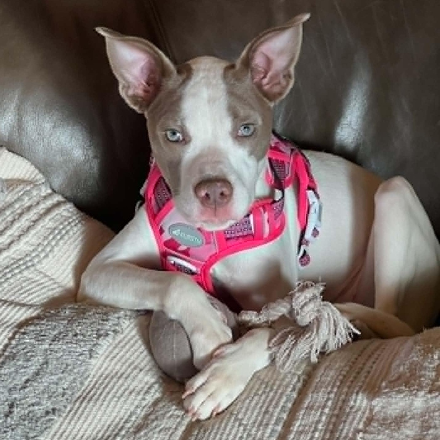 Sparrow, a Adoptable mixed breed in hilton, NY image 1/6