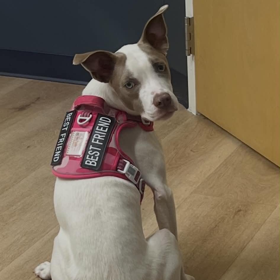 Sparrow, a Adoptable mixed breed in hilton, NY image 2/6