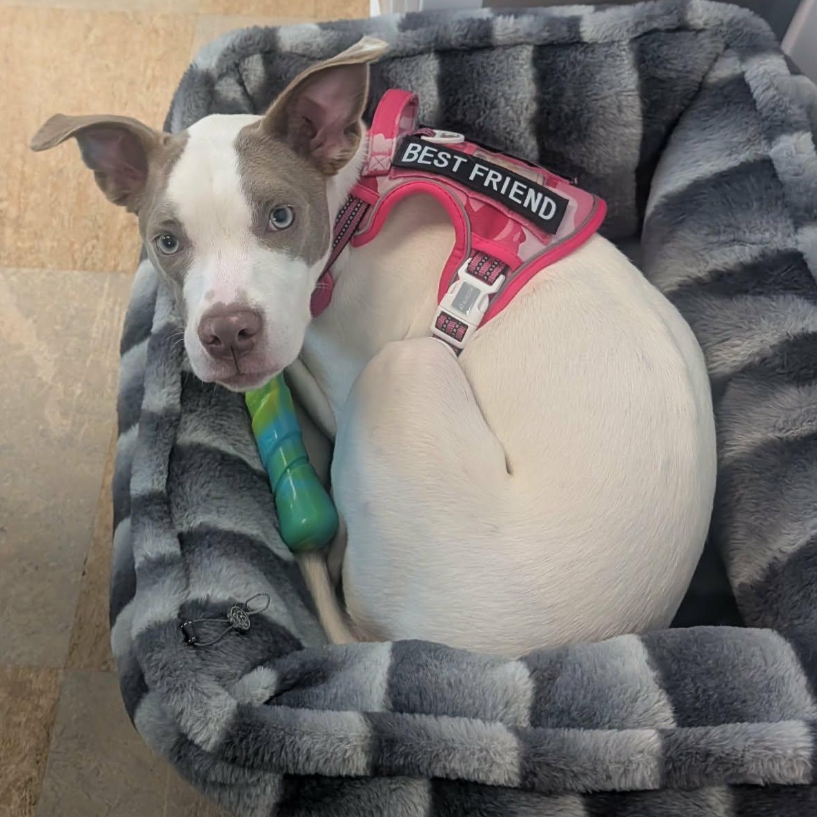 Sparrow, a Adoptable mixed breed in hilton, NY image 5/6