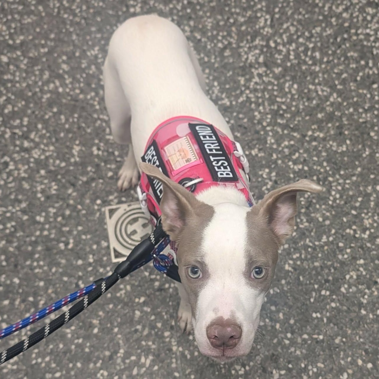 Sparrow, a Adoptable mixed breed in hilton, NY image 4/6