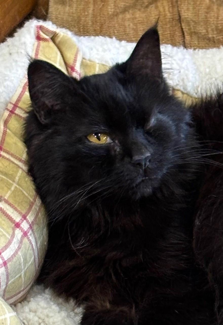 Gracie, ADOPTABLE, Adult Female Domestic Long Hair.