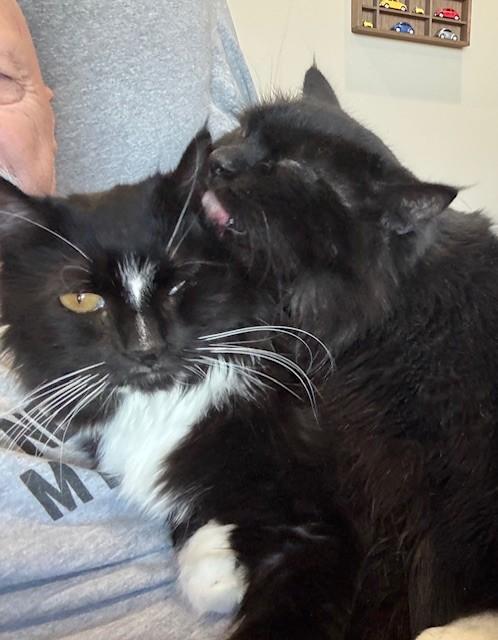 Enlarge Gracie, a ADOPTABLE Domestic Long Hair in Mesa, AZ image 4/4