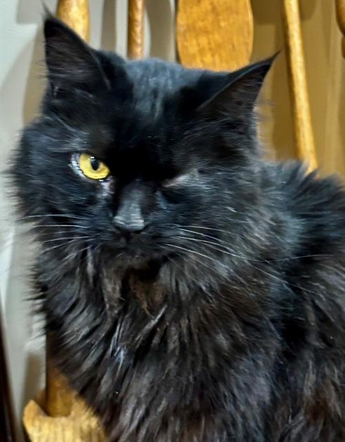 Enlarge Gracie, a ADOPTABLE Domestic Long Hair in Mesa, AZ image 2/4