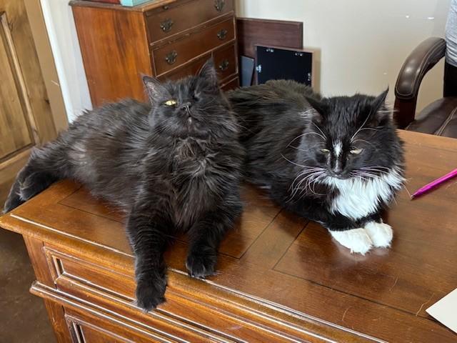 Enlarge Gracie, a ADOPTABLE Domestic Long Hair in Mesa, AZ image 3/4