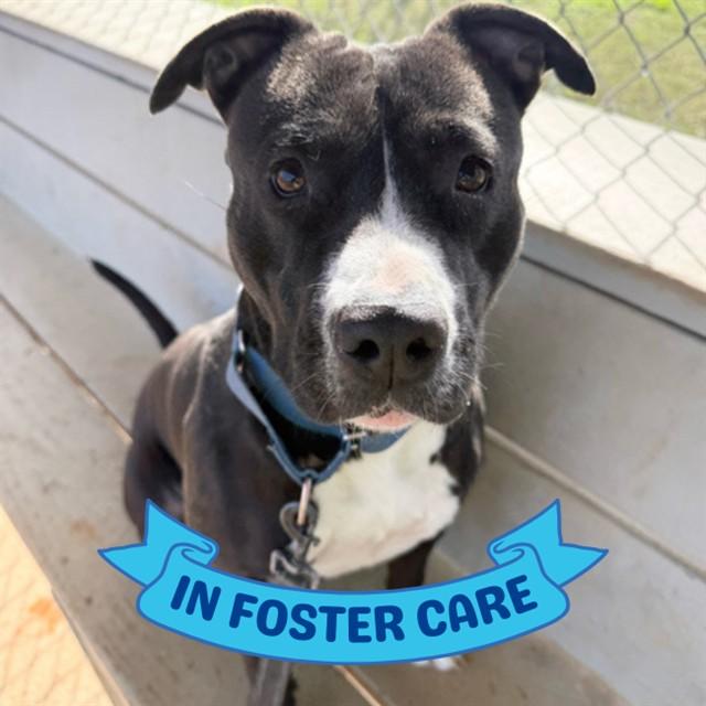 LADY, Adoptable, Adult Female American Staffordshire Terrier & Mixed Breed.