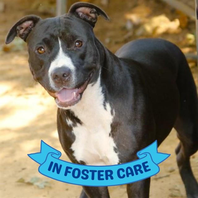 LADY, Adoptable, Young Female American Staffordshire Terrier & Mixed Breed.