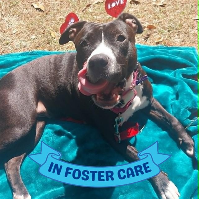 LADY, Adoptable, Adult Female American Staffordshire Terrier & Mixed Breed.