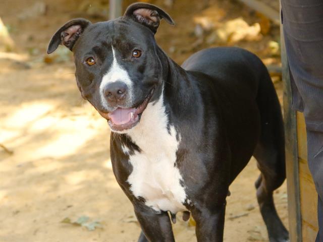 LADY, Adoptable, Young Female American Staffordshire Terrier & Mixed Breed.