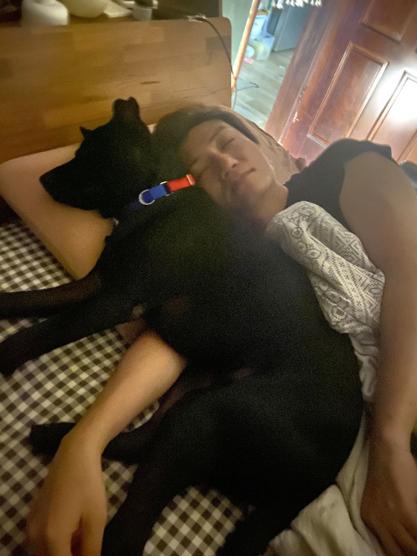 Enlarge Chloe-ADOPTED, a Adopted mixed breed in Wilmington, DE image 2/5