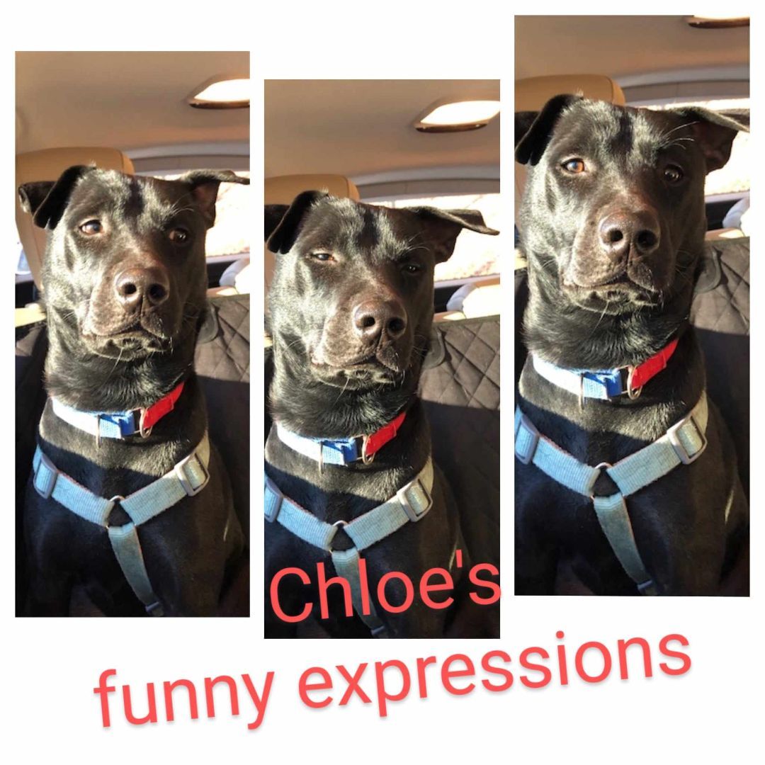 Enlarge Chloe-ADOPTED, a Adopted mixed breed in Wilmington, DE image 3/5