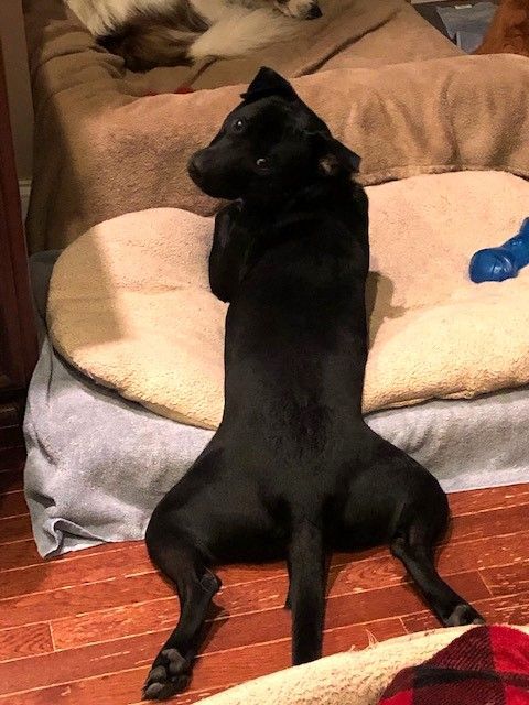 Enlarge Chloe-ADOPTED, a Adopted mixed breed in Wilmington, DE image 4/5