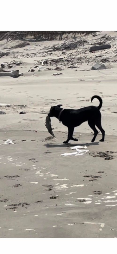 Enlarge Chloe-ADOPTED, a Adopted mixed breed in Wilmington, DE image 5/5