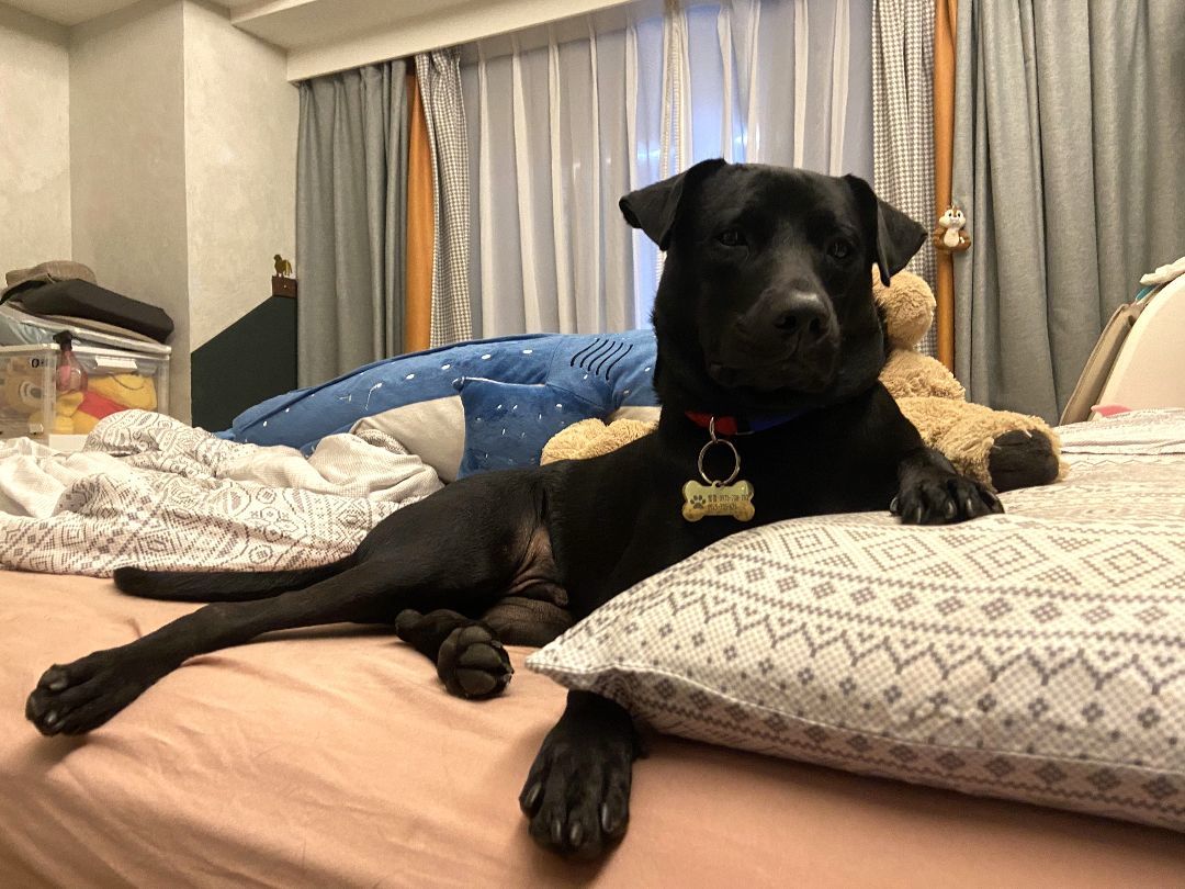 Enlarge Chloe-ADOPTED, a Adopted mixed breed in Wilmington, DE image 1/5