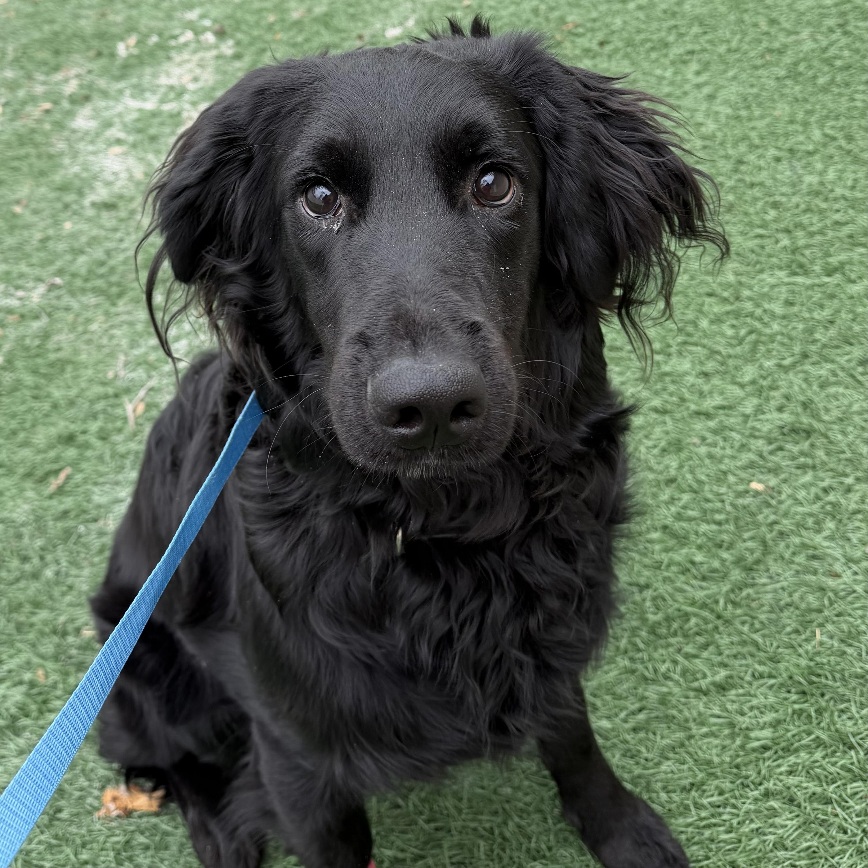Vion, adopted, Young Male Flat-Coated Retriever.