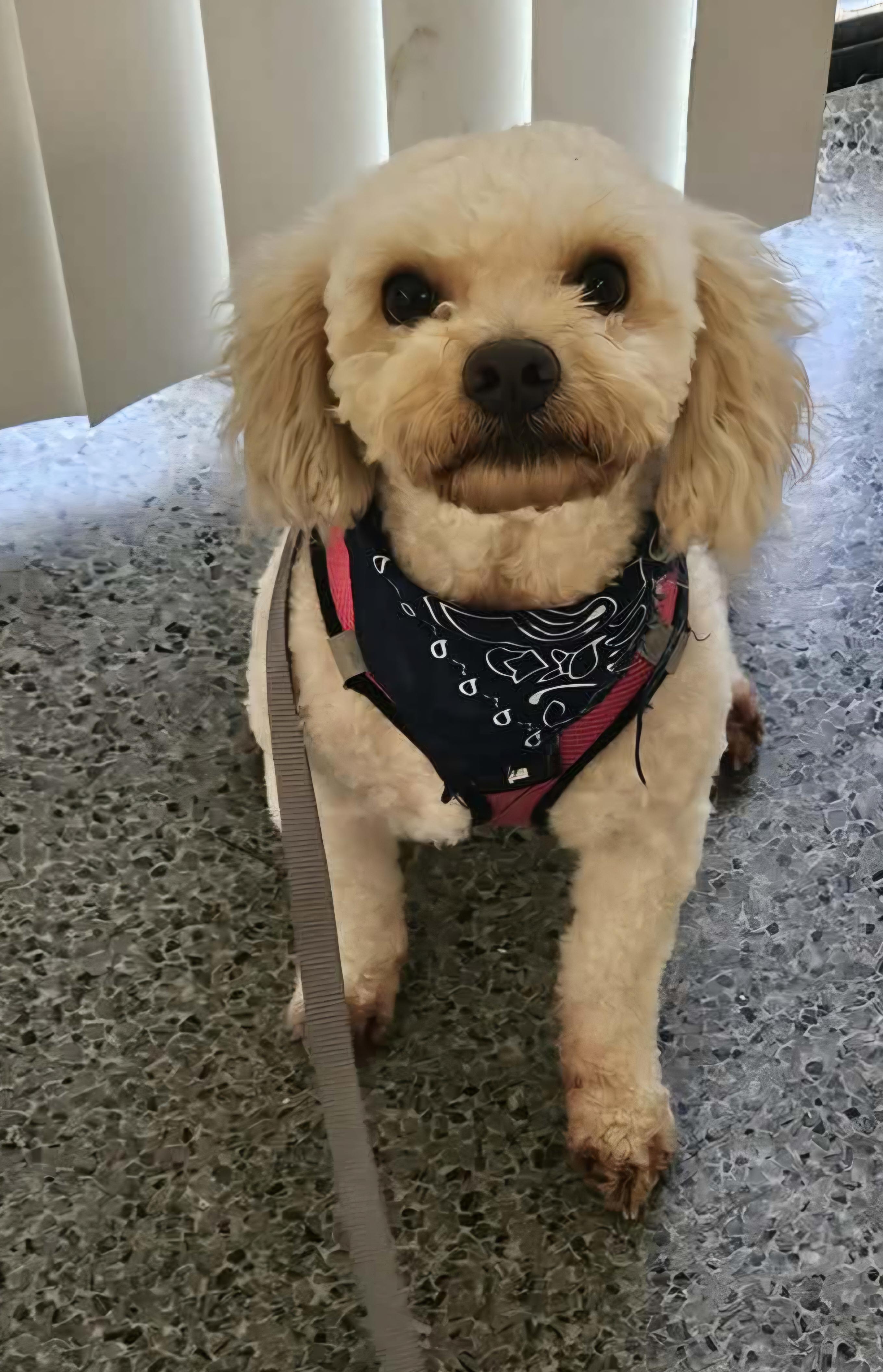Enlarge Duke, a ADOPTABLE Miniature Poodle in Galt, CA image 3/4
