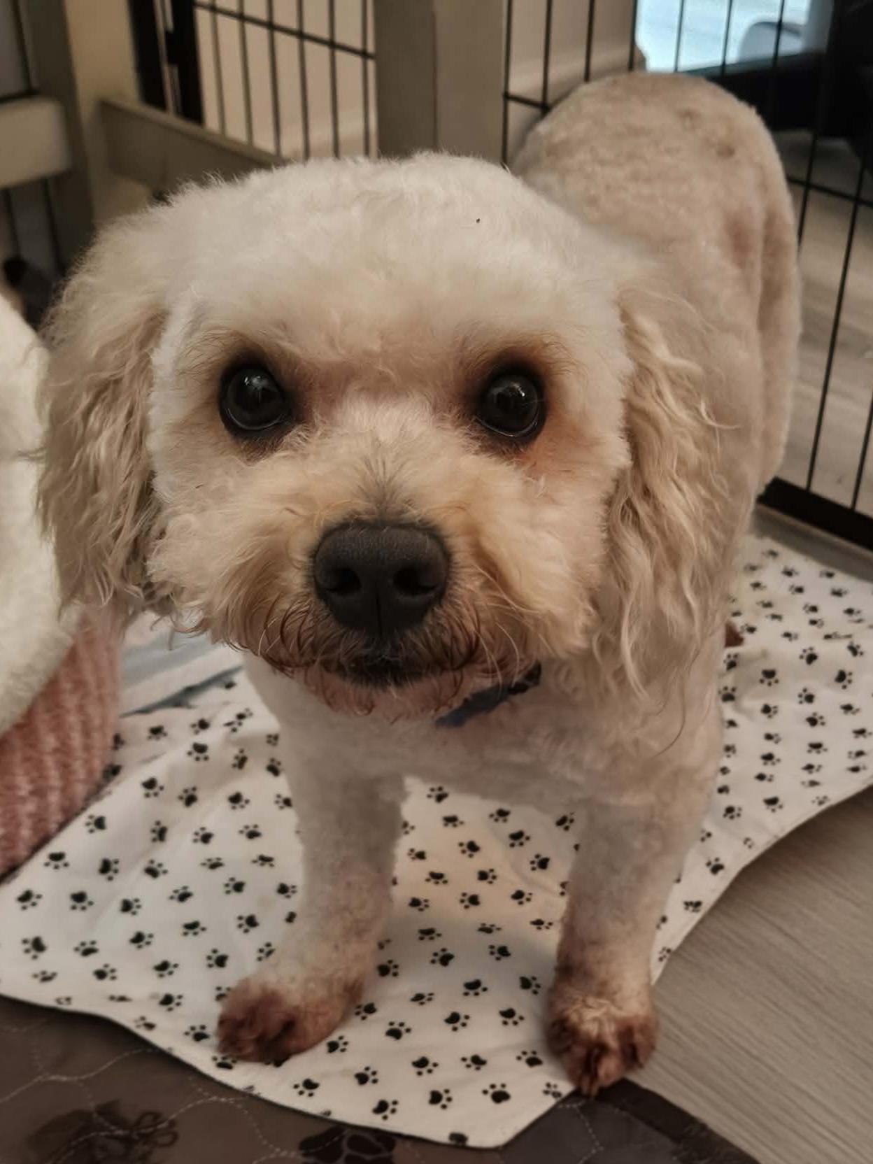 Enlarge Duke, a ADOPTABLE Miniature Poodle in Galt, CA image 2/4