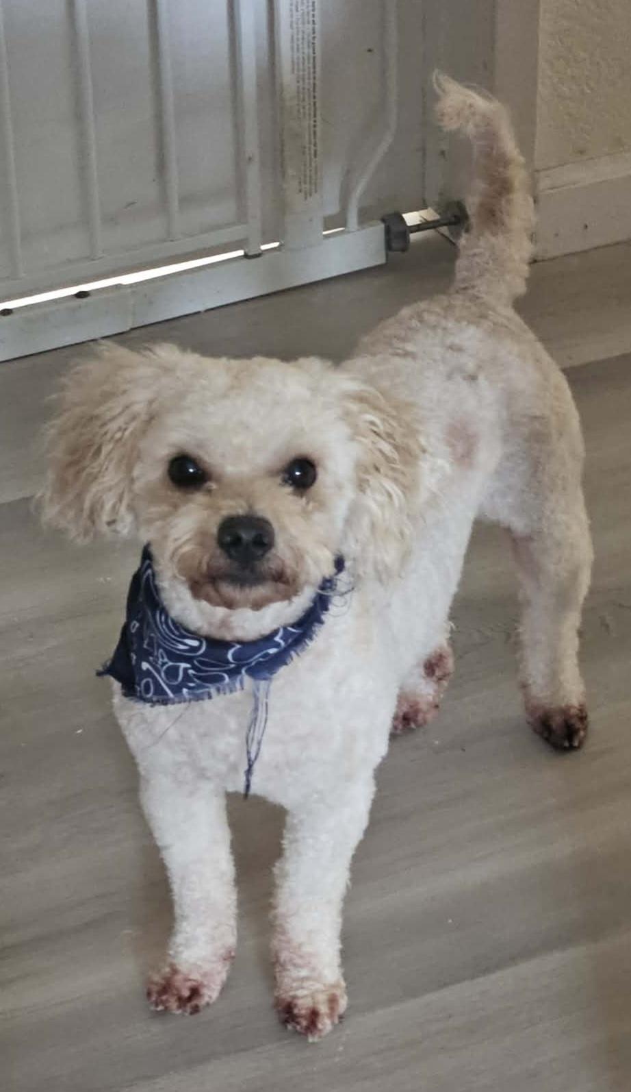 Enlarge Duke, a ADOPTABLE Miniature Poodle in Galt, CA image 1/4