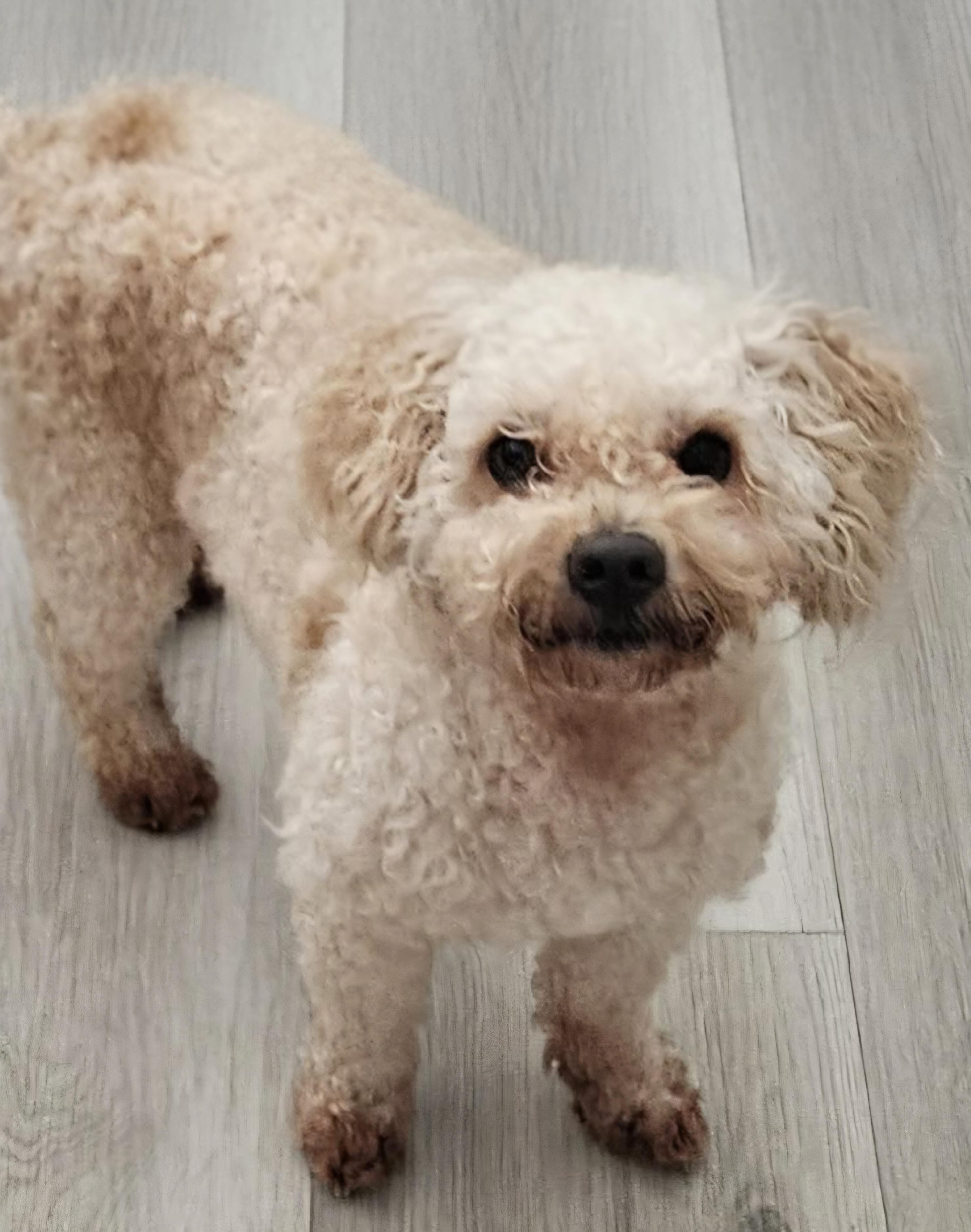 Enlarge Duke, a ADOPTABLE Miniature Poodle in Galt, CA image 4/4
