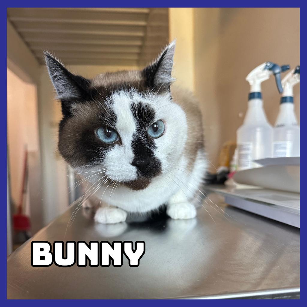 Bunny, Adoptable, Senior Female Domestic Short Hair & Snowshoe.