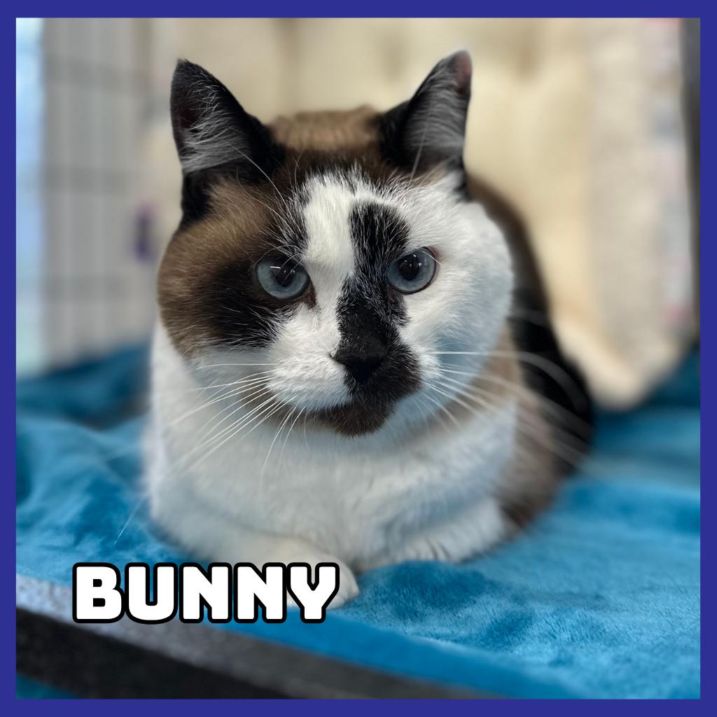 Bunny, a Adoptable mixed breed in Glenwood, MN image 2/2