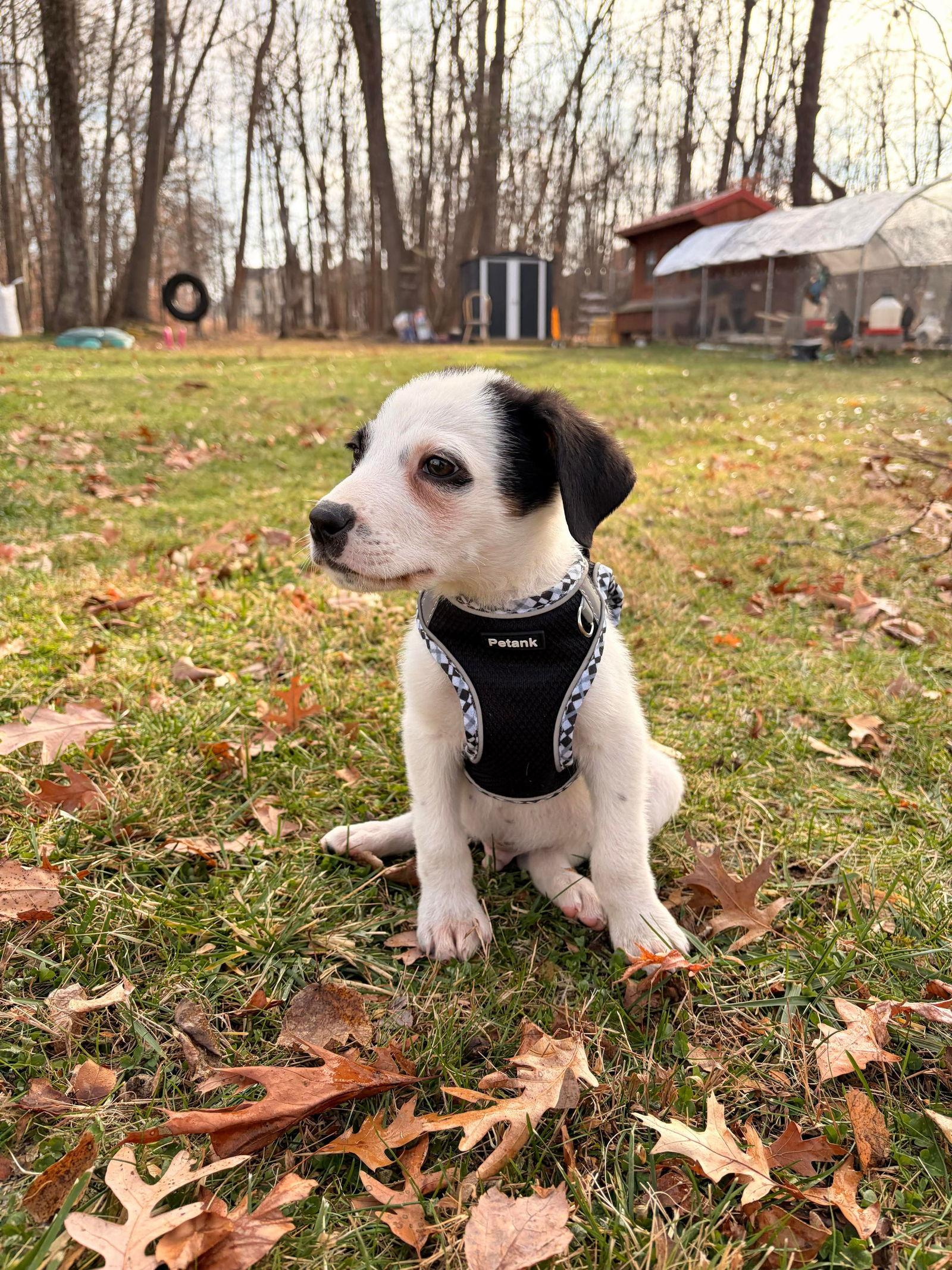 DUSTY, Adoptable, Young Male Hound.