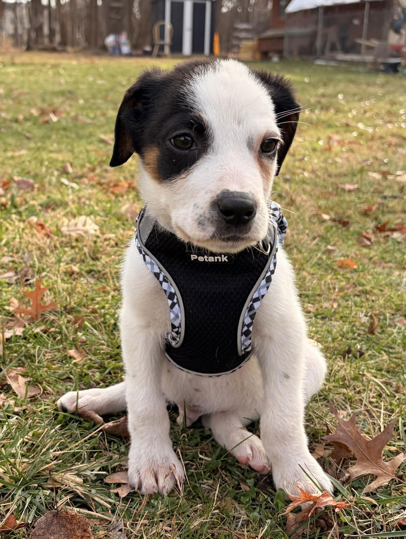 Enlarge DUSTY, a Adoptable Hound in Pomfret Center, CT image 2/3