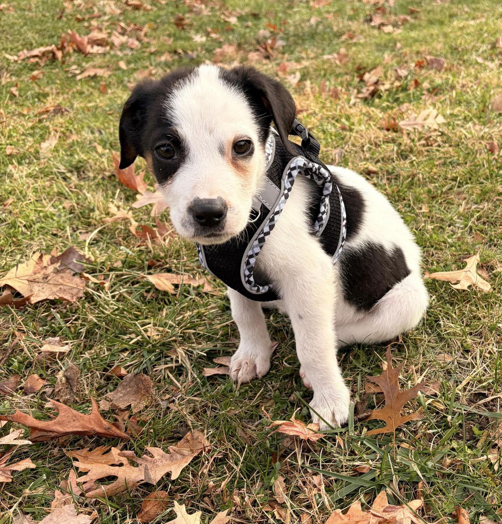 Enlarge DUSTY, a Adoptable Hound in Pomfret Center, CT image 3/3