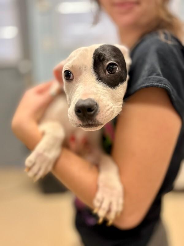 Rachel, Adoptable, Young Female Mixed Breed.