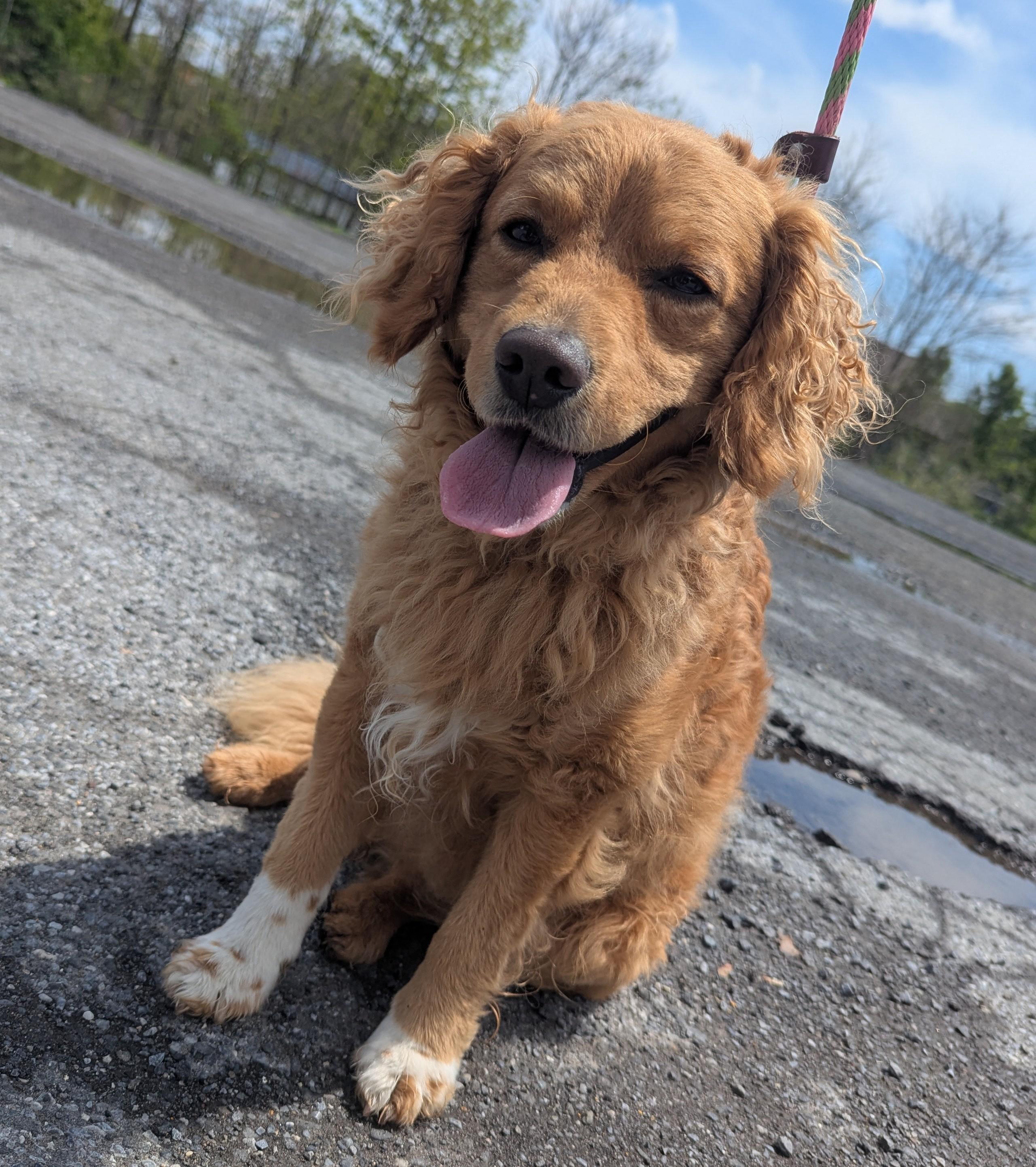 Enlarge Toto, an adopted mixed breed in New Windsor, NY image 1/1