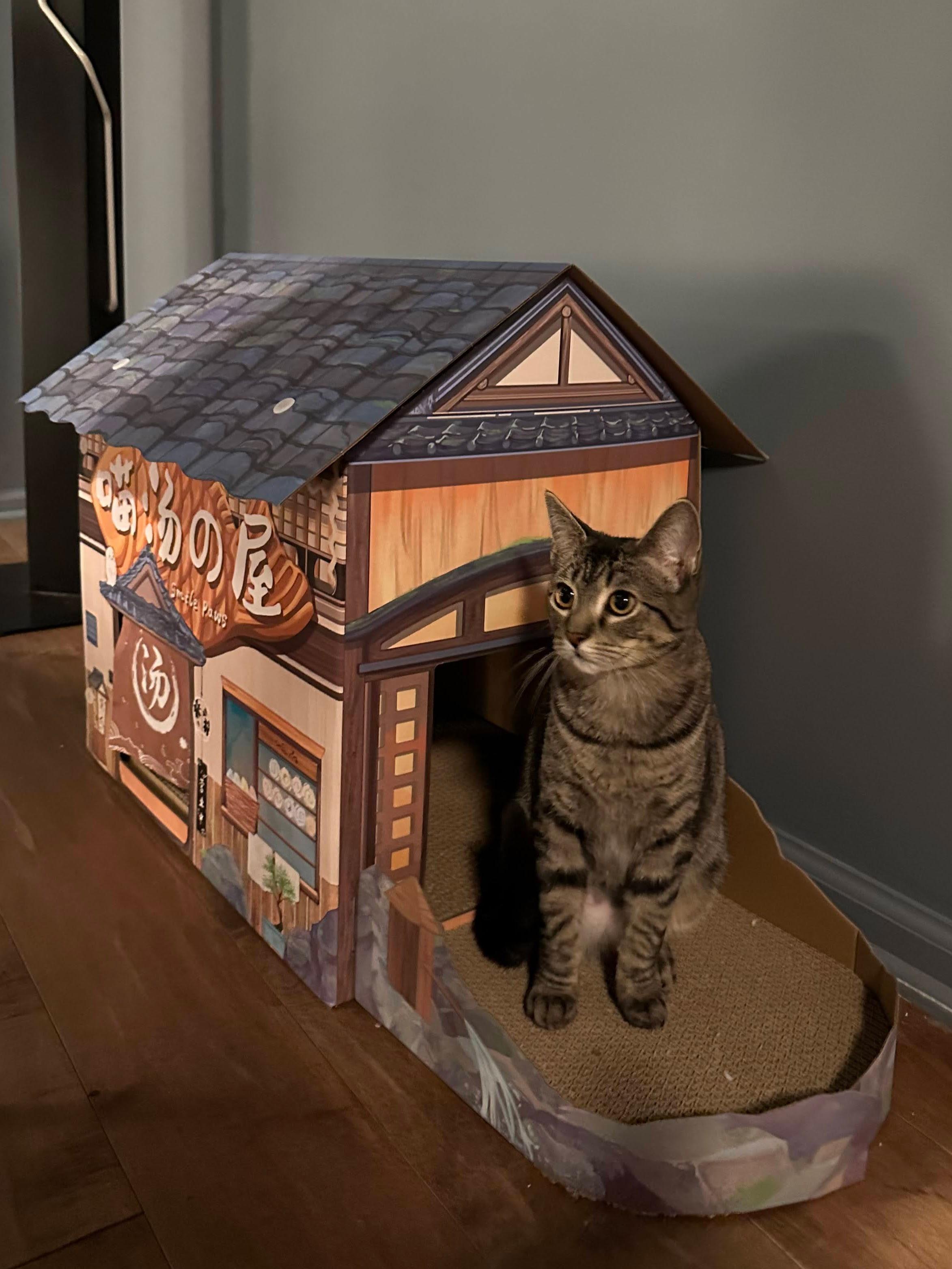 Bruni, a ADOPTABLE American Shorthair in Brooklyn, NY image 2/5