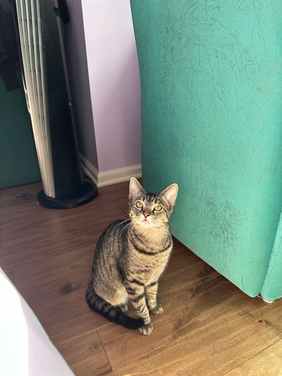 Bruni, a ADOPTABLE American Shorthair in Brooklyn, NY image 3/5