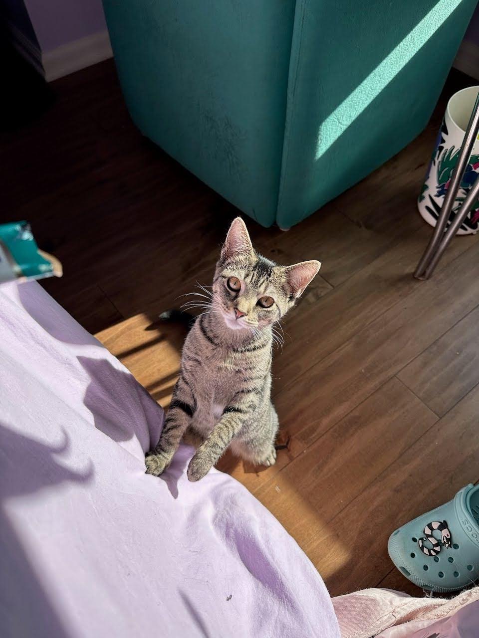 Bruni, a ADOPTABLE American Shorthair in Brooklyn, NY image 1/5