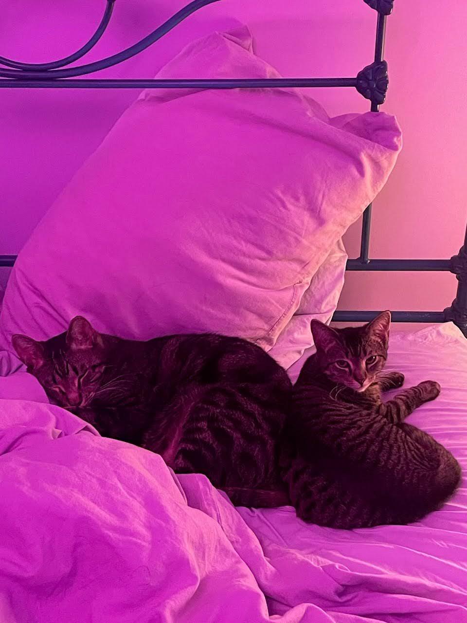 Bruni, a ADOPTABLE American Shorthair in Brooklyn, NY image 4/5