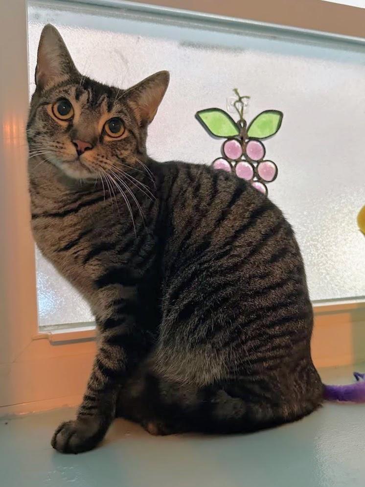 Bruni, a ADOPTABLE American Shorthair in Brooklyn, NY image 5/6
