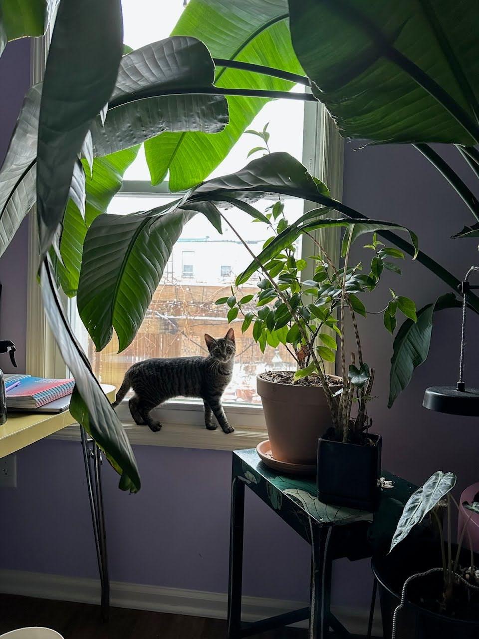 Bruni, a ADOPTABLE American Shorthair in Brooklyn, NY image 5/5